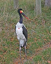  Saddlebill