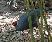 Picture/image of Siamese Fireback