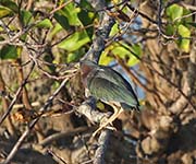 Picture/image of Green Heron