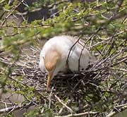 Picture/image of Cattle Egret