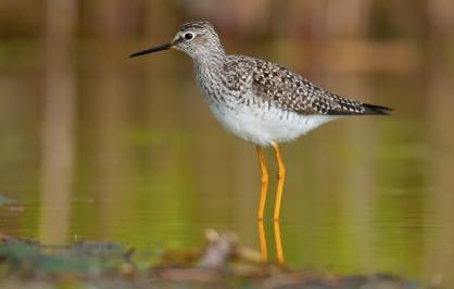 Lesser yellowlegs