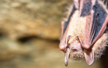 Tri-colored bat in a cave