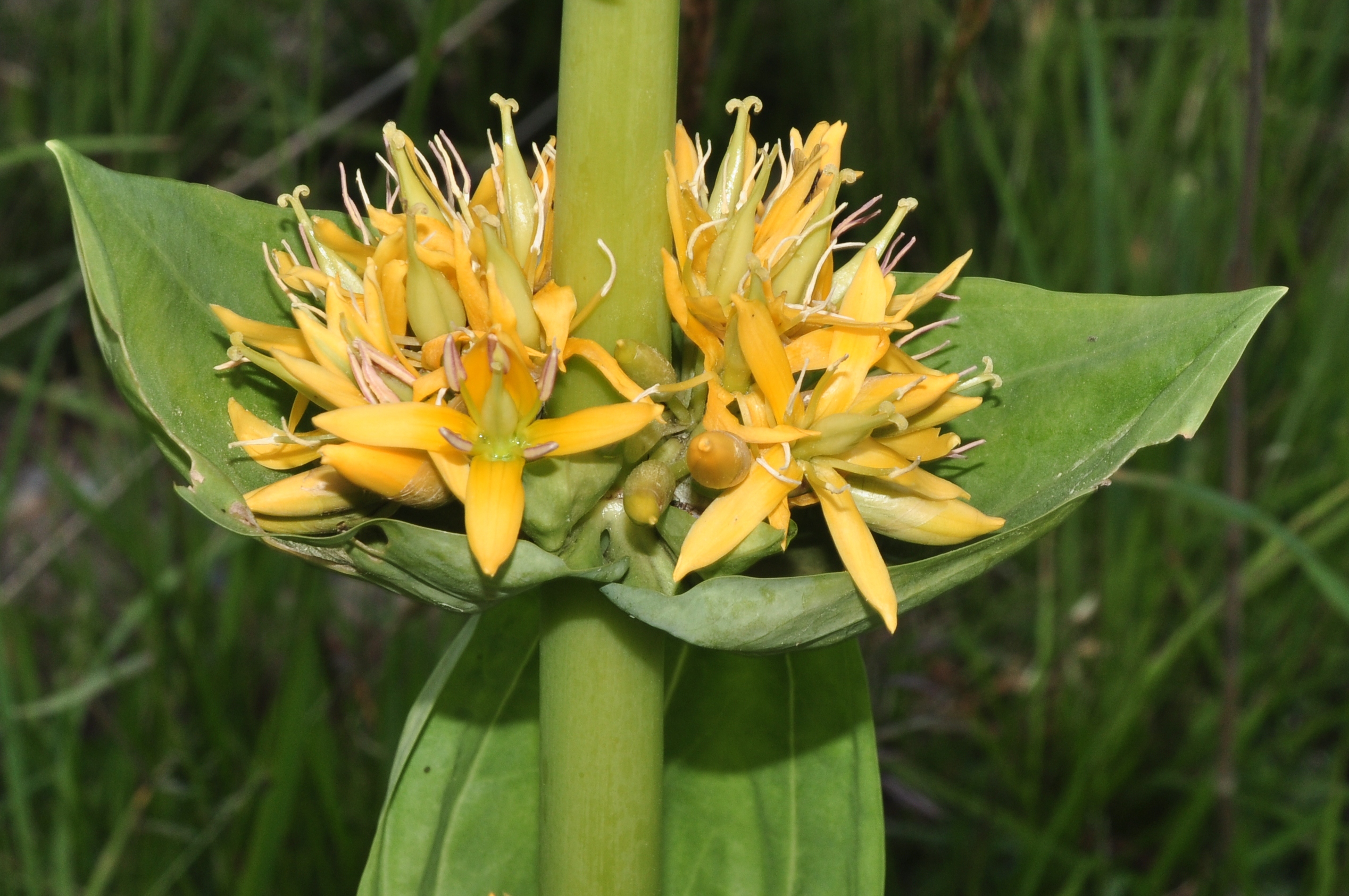 Gentianaceae Gentiana lutea