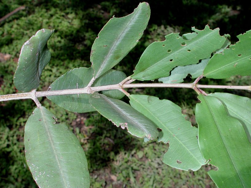 Combretaceae Laguncularia racemosa