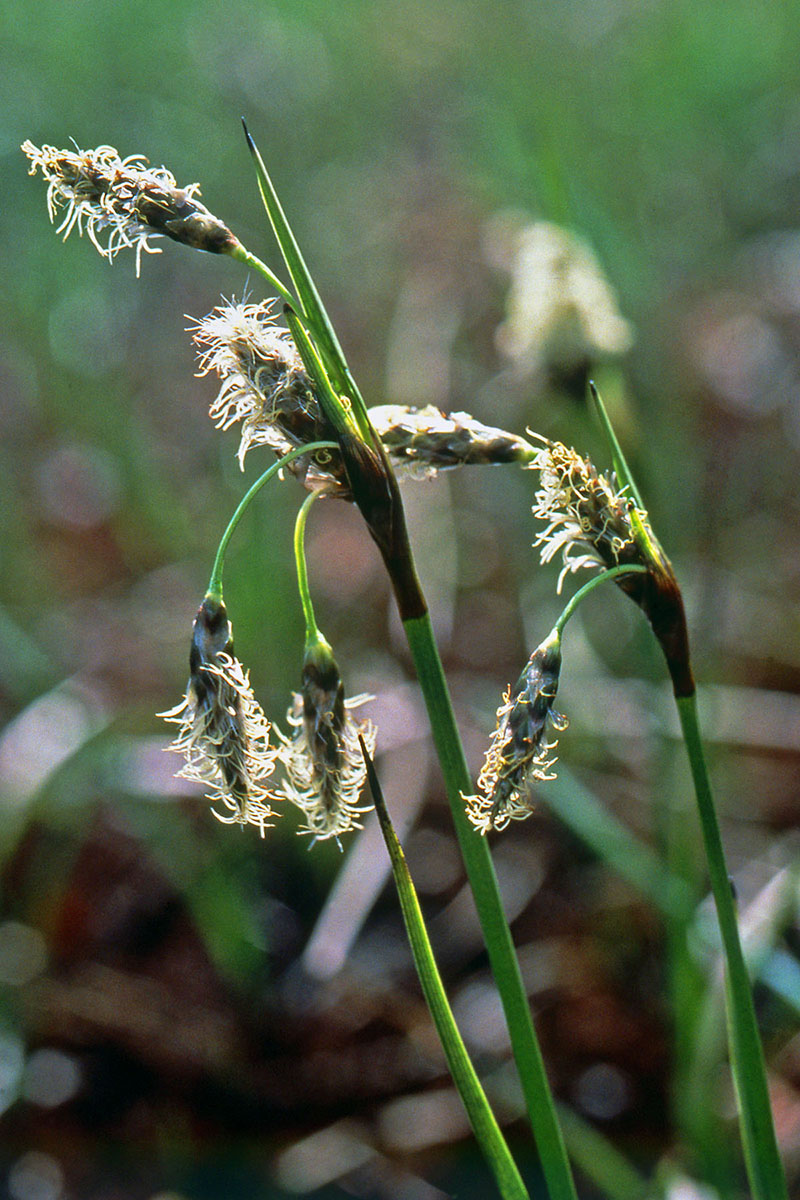 Cyperaceae Eriophorum angustifolium