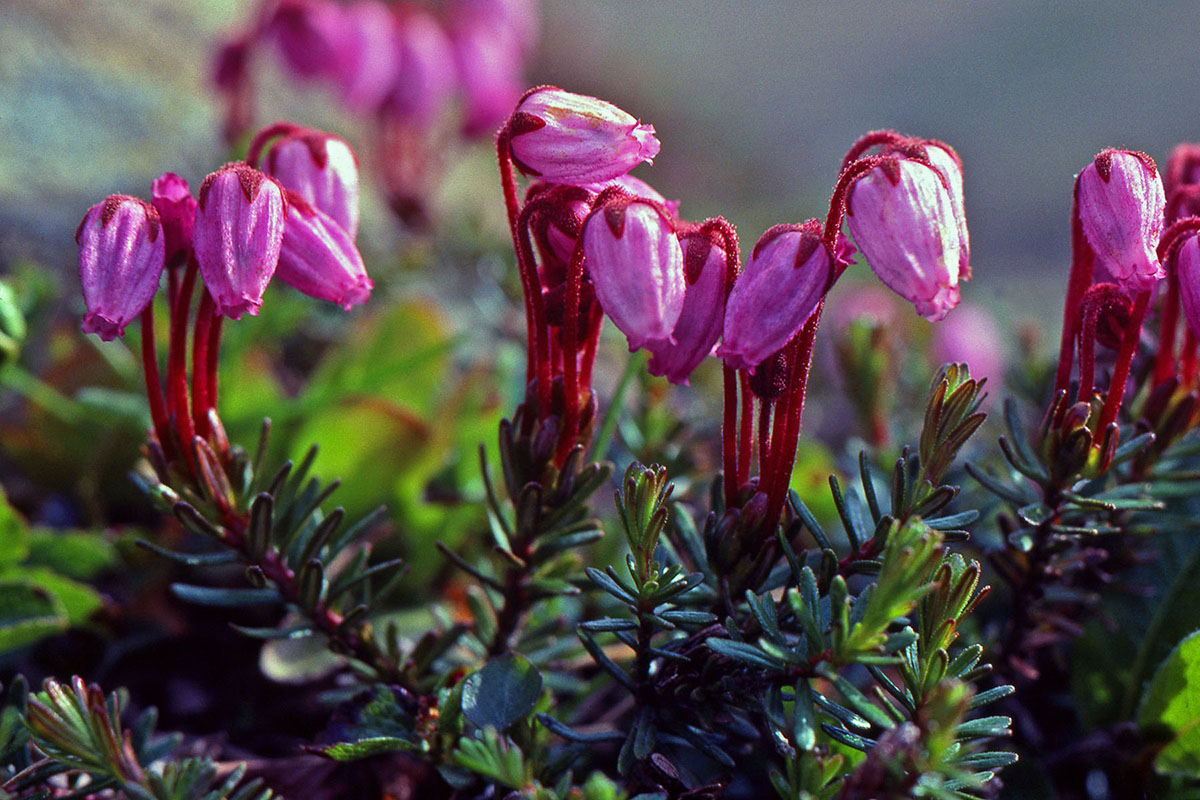 Ericaceae Phyllodoce caerulea