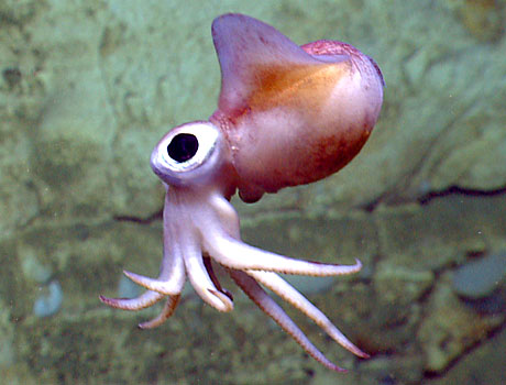 NOAA Image of a Bobtail Squid