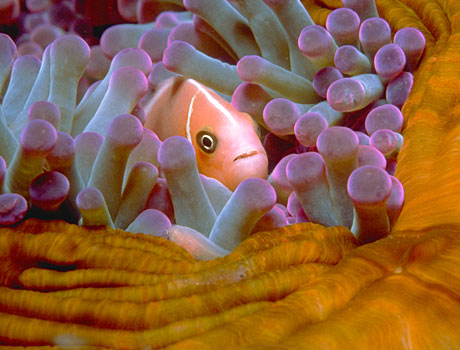 Image of a pink skunk clownfish in a sea anemone