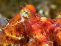 Pacific Octopus