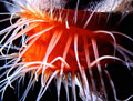 Flame Scallop