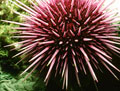 Purple Sea Urchin