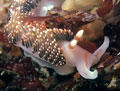 White Nudibranch