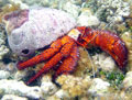 White-Spotted Hermit Crab