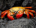 Sally Lightfoot Crab