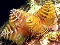 Christmas Tree Worms