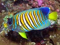 Regal Angelfish