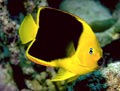 Rock Beauty Angelfish