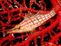 Longnose Hawkfish