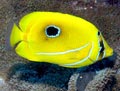 Bennett's Butterflyfish