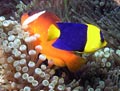 Angelfish and Clownfish