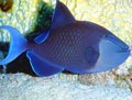 Redtooth Triggerfish