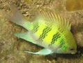 Staghorn Damselfish