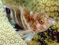 Redspotted Hawkfish