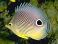 Foureye Butterflyfish