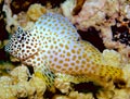 Leopard Blenny