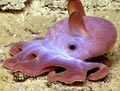 Dumbo Octopus