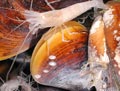 Mussels and Shrimp