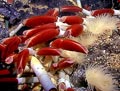 Tube Worm Colony