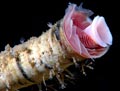 Tube Worm Close-Up