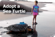 Report a Live Sea Turtle