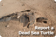 Report a Dead Sea Turtle