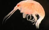 Malacostraca Class