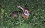 Lagomorpha Order