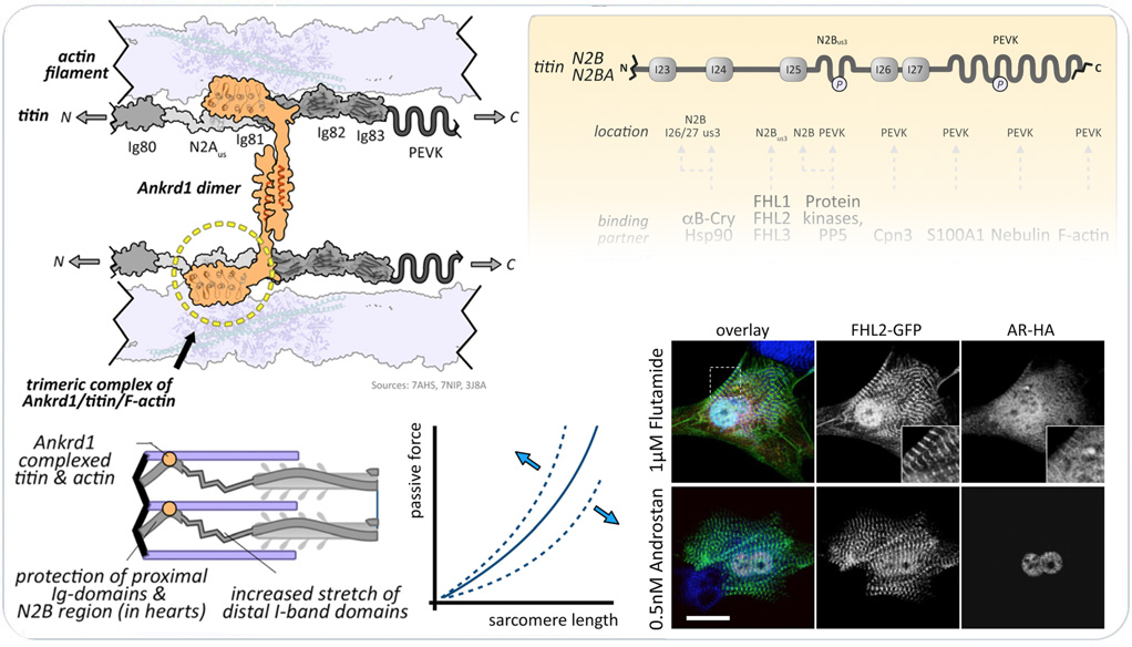 the titin N2B and N2A regions as biomechanical and metabolic signaling hubs