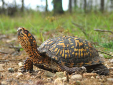 Eastern Box turtle