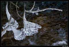 Clochettes de glace