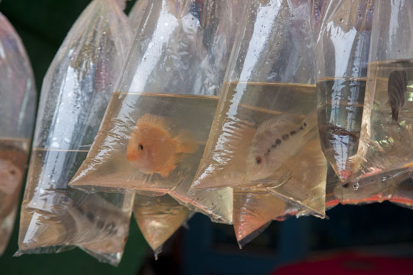 Picture of Pudu market (Malaysia): Plastic bags with fish at Pudu market