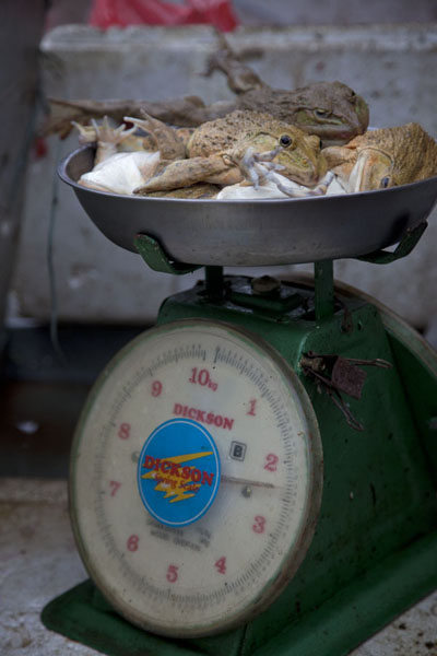 Picture of Pudu market (Malaysia): Frogs patiently waiting on a scale just before being beheaded