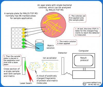 Matrix-Assisted Laser Desorption/Ionization Time Of Flight Mass Spectrometry (MALDI-TOF MS)