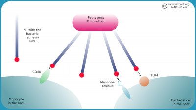 Adherence [under revision]