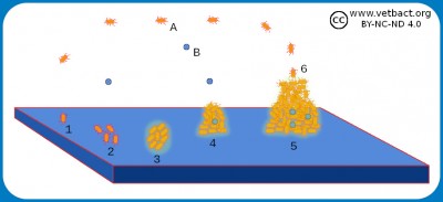 Biofilm and Quorum Sensing