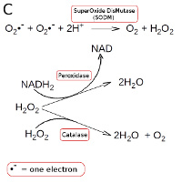 Fig. C.