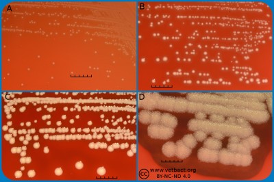 Macromorphology