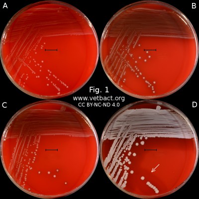 Hemolysis