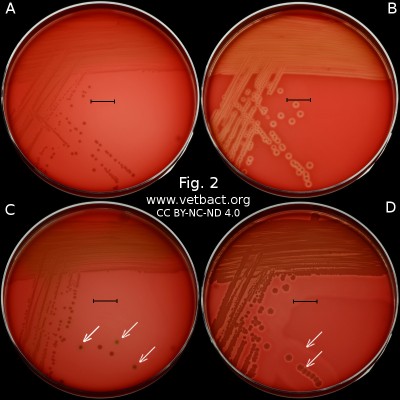 Hemolysis