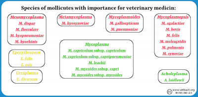 Taxonomy of mollicutes (mycoplasmas)